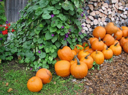 Plant wood fruit fall Photo