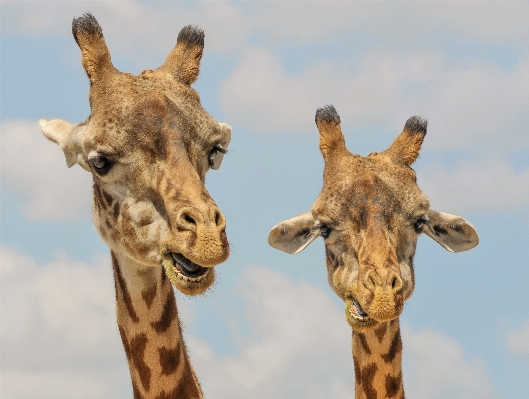 Cute wildlife zoo mammal Photo