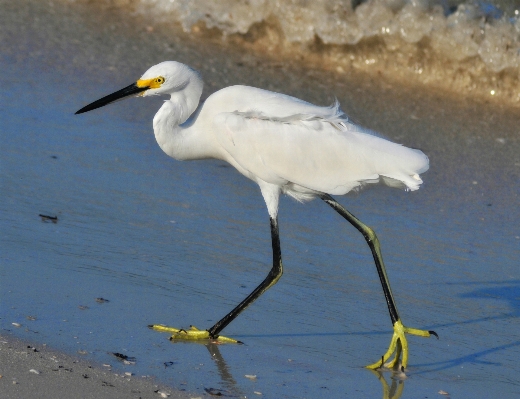 Nature wetlands bird wing Photo