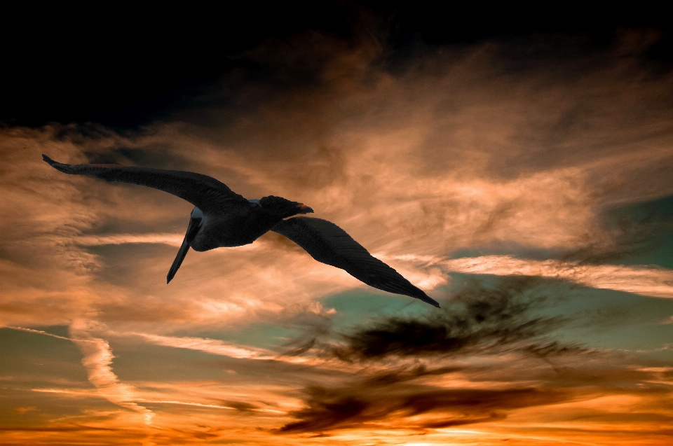 Nature oiseau aile nuage