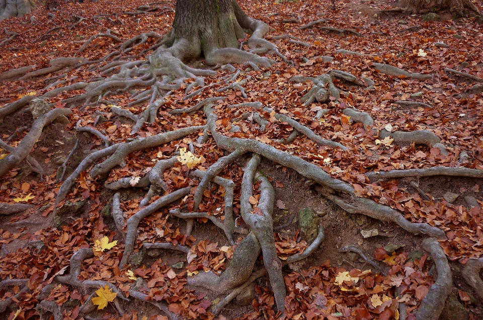 Albero natura foresta ramo