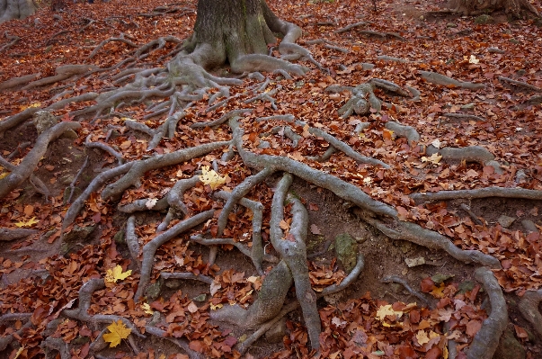 Baum natur wald zweig Foto