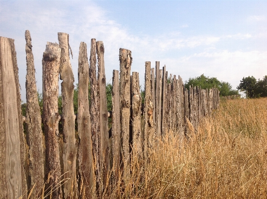 Landscape tree grass plant Photo