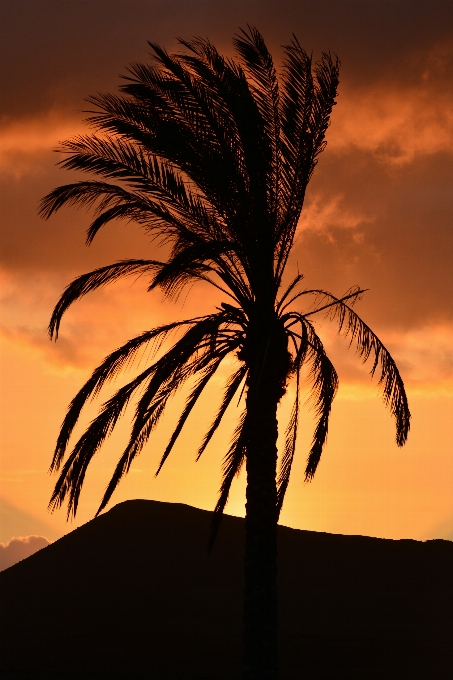 Baum natur horizont silhouette