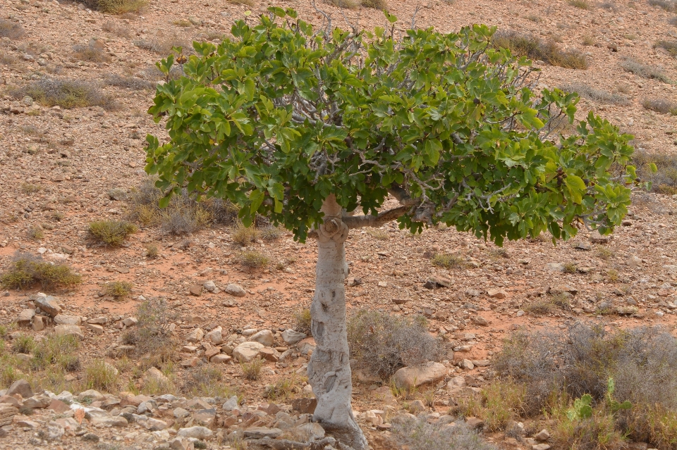 Albero natura pianta frutta