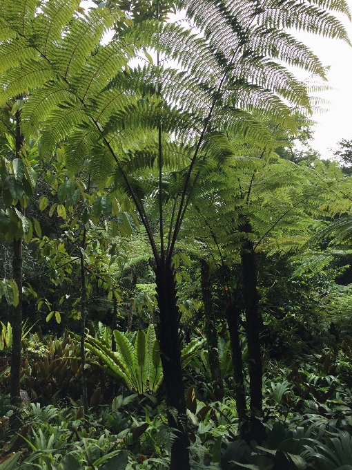 树 森林 分支 植物