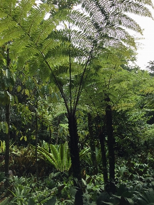 Tree forest branch plant Photo