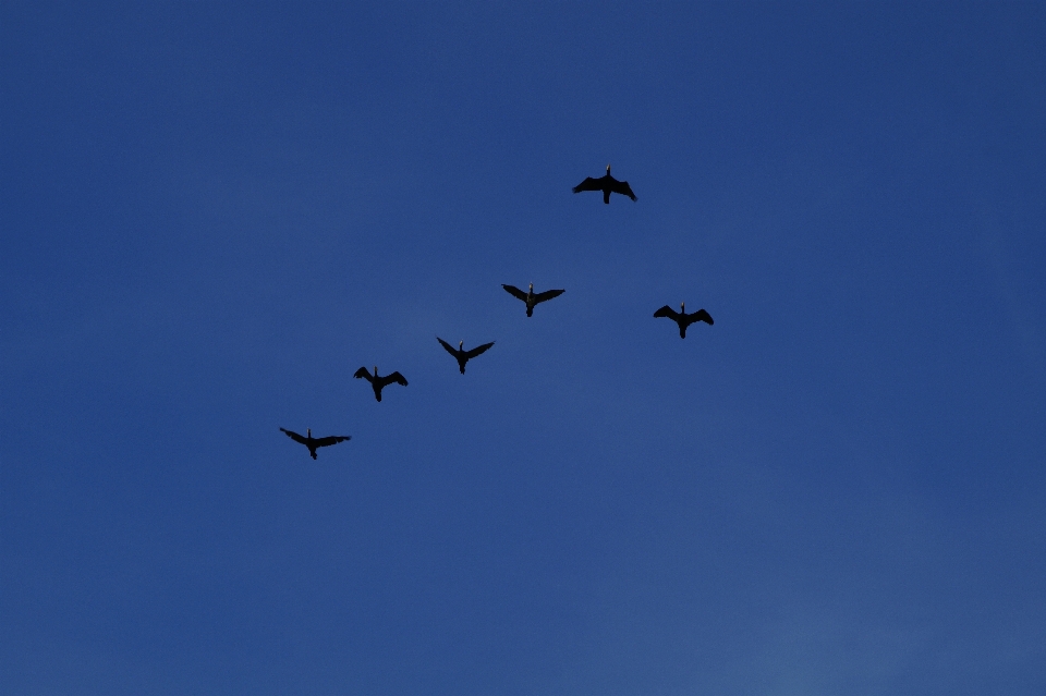 Burung sayap langit kawanan
