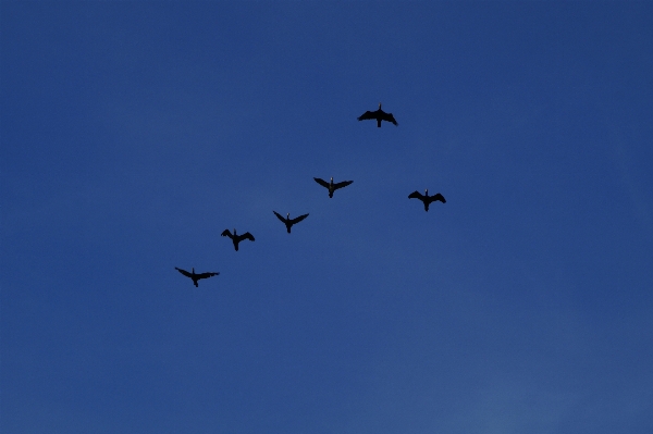 Foto Burung sayap langit kawanan
