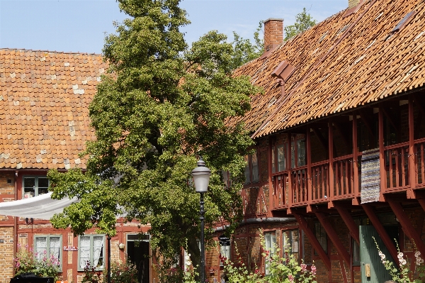 Tree architecture house flower Photo