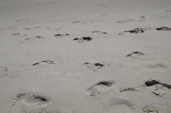 Beach sea nature sand Photo