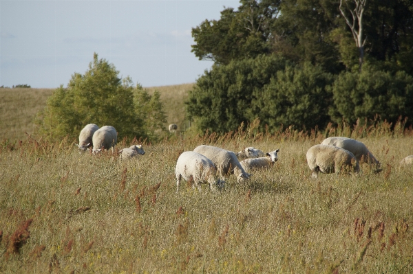 Grass field meadow prairie Photo