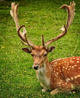 Nature forest meadow male Photo