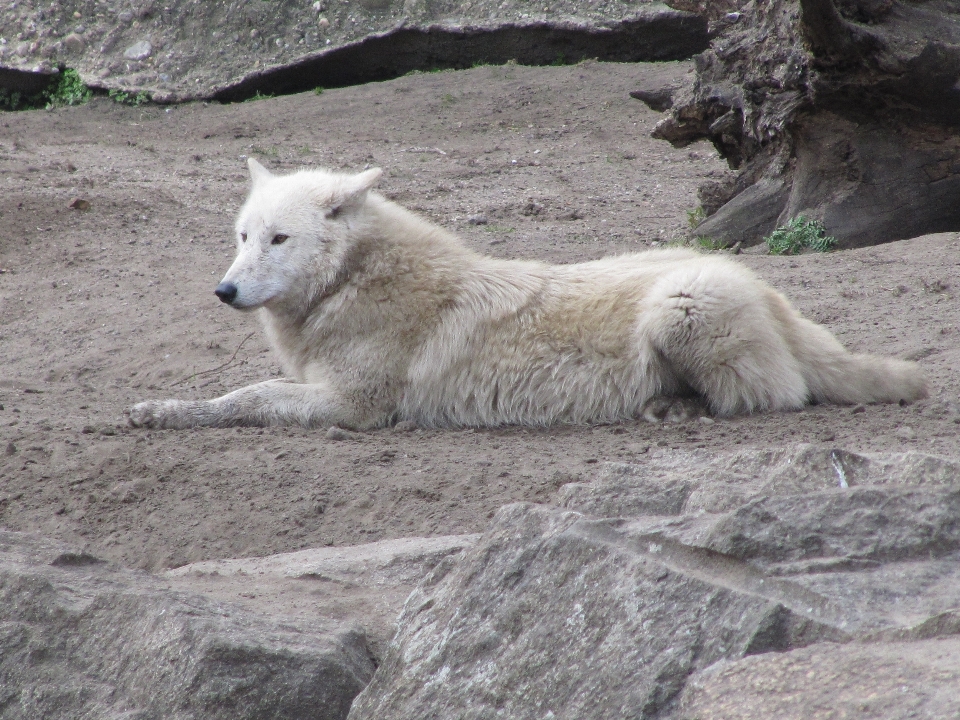 Branco animais selvagens jardim zoológico mamífero