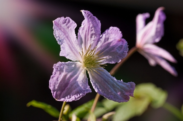 Nature blossom plant photography Photo