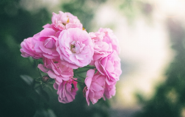 Nature blossom plant photography Photo