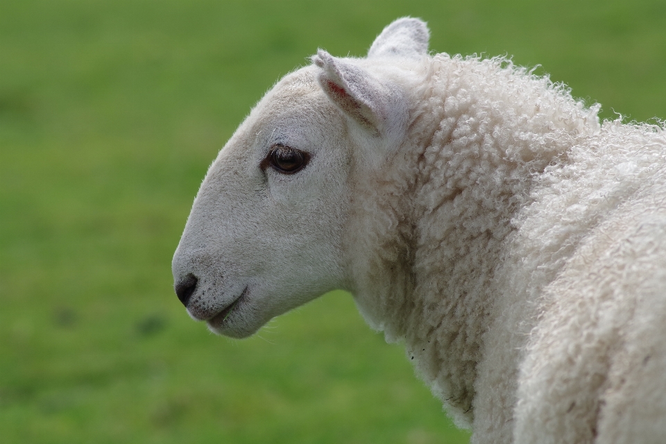 Blanc animal troupeau
 rural