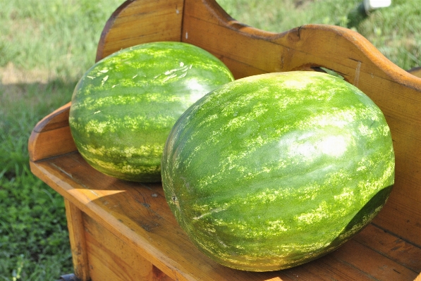 植物 フルーツ 食べ物 生産 写真