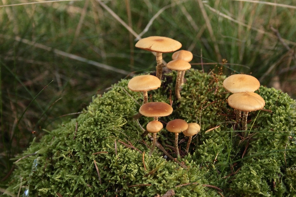 Naturaleza bosque musgo
 verde