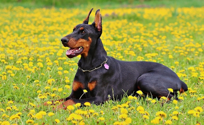 Foto Alam anjing mamalia bertulang belakang
