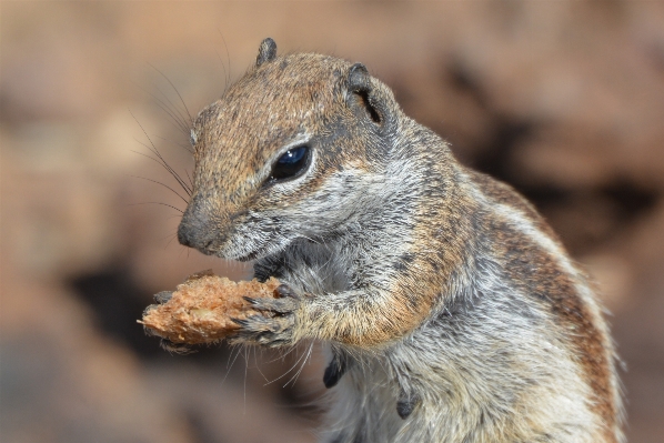 Nature animal wildlife food Photo