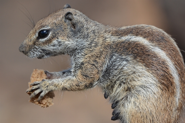 Animal wildlife food mammal Photo