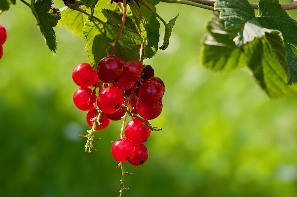 Nature branch blossom plant Photo