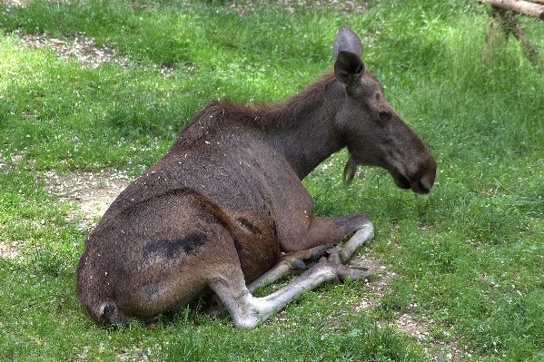 Natur tier tierwelt entspannen Foto