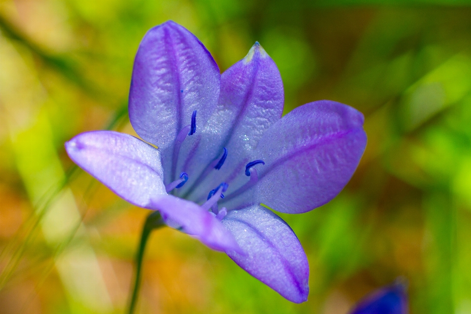 Natura fiore pianta fotografia