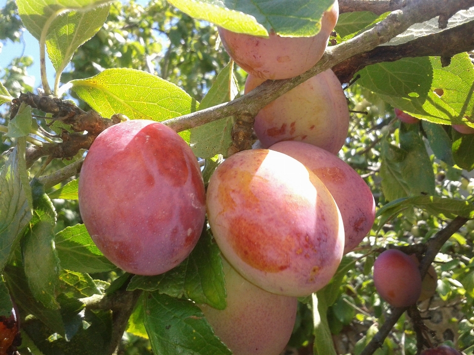 Apple zweig anlage frucht