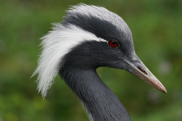 Bird wing male wildlife Photo