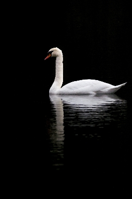 Photo Oiseau aile noir et blanc
 blanc