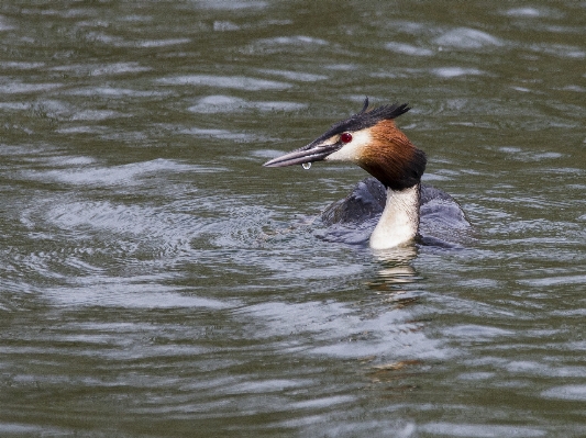 Water nature bird wing Photo