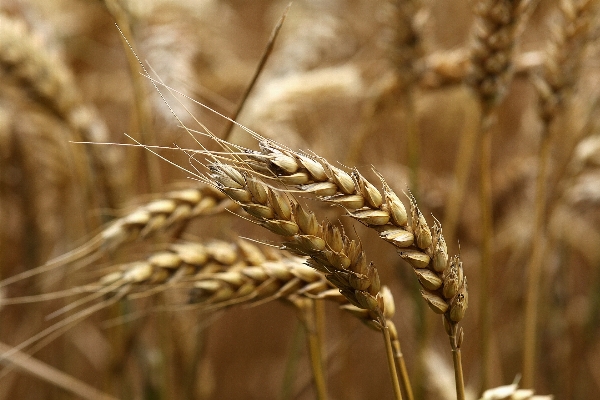 Grass plant field barley Photo