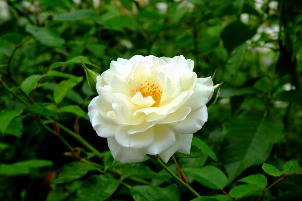 Nature branch blossom prickly Photo