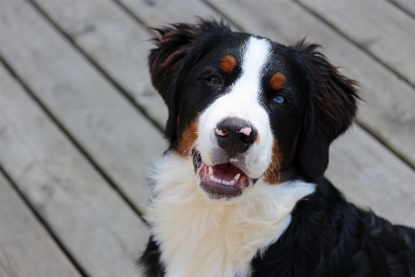 Mountain puppy dog animal Photo