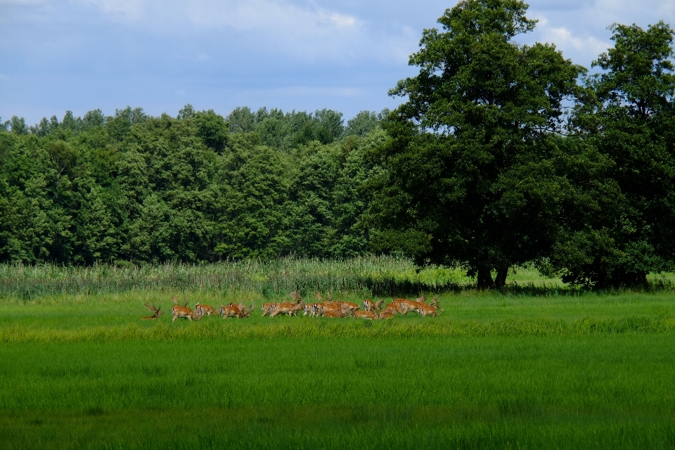 Assistir paisagem árvore natureza