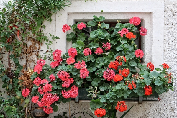 Anlage blume fenster alt Foto