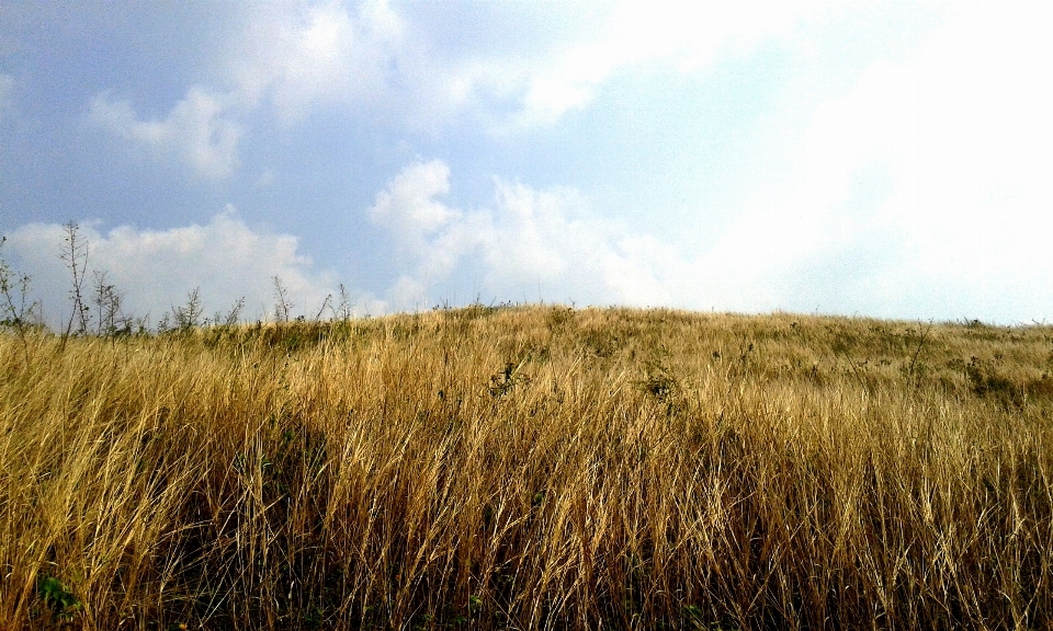 Nature grass horizon marsh