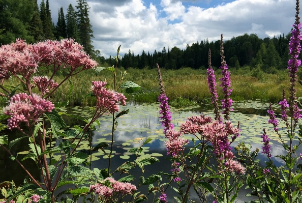 Landscape water nature forest Photo