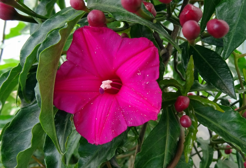 Pianta vine fiore produrre