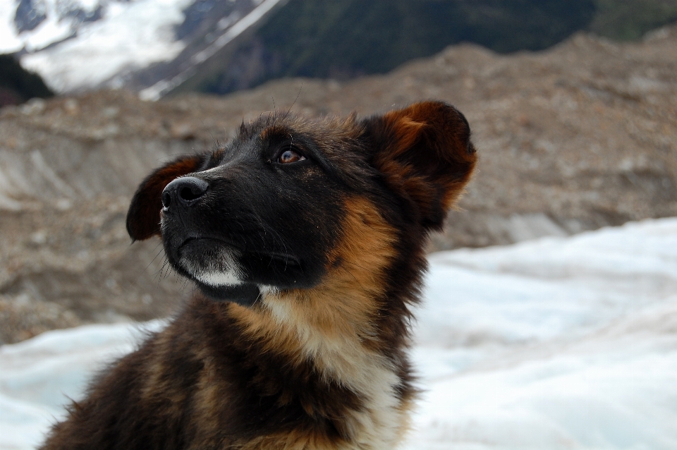 Filhote de cachorro geleira
 mamífero