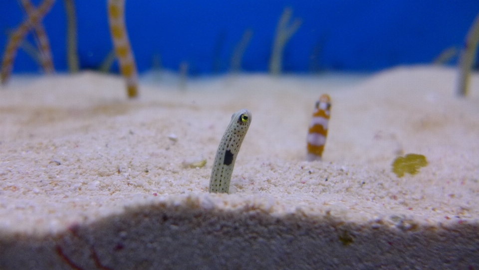 Sand yellow fish close up