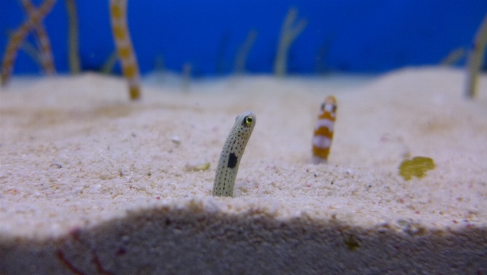 Photo Sable jaune poisson fermer
