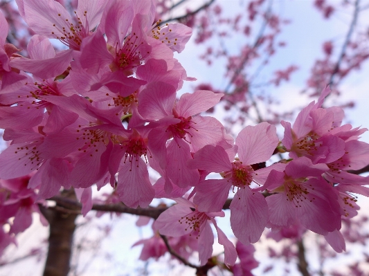 Branch blossom plant fruit Photo