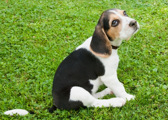 Beyaz köpek yavrusu kahverengi Fotoğraf