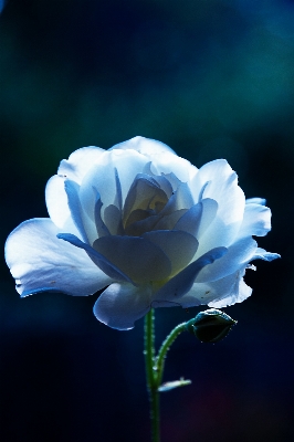 Blossom light plant white Photo