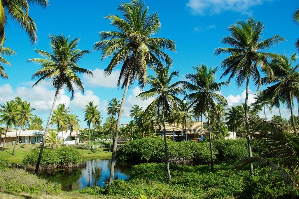 Foto Pantai pohon alam liburan