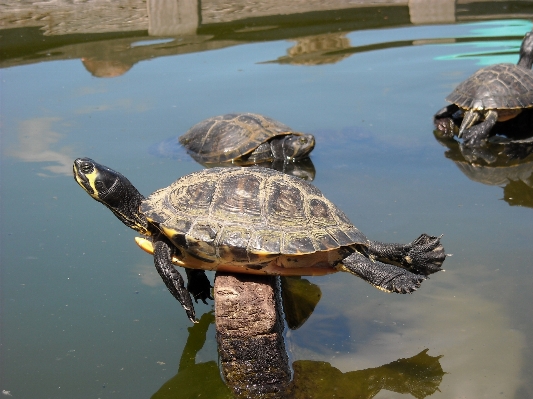 Foto Voar lago animais selvagens banho de sol
