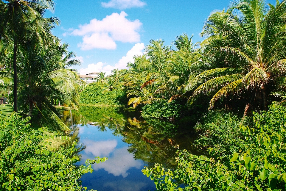 Pohon hutan bunga danau